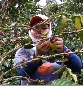 Siete Picos - Guadarrama Coffee Roasters
