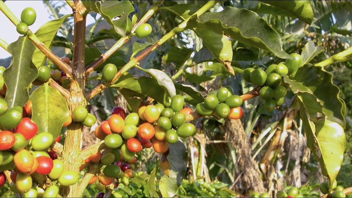 Siete Picos - Guadarrama Coffee Roasters