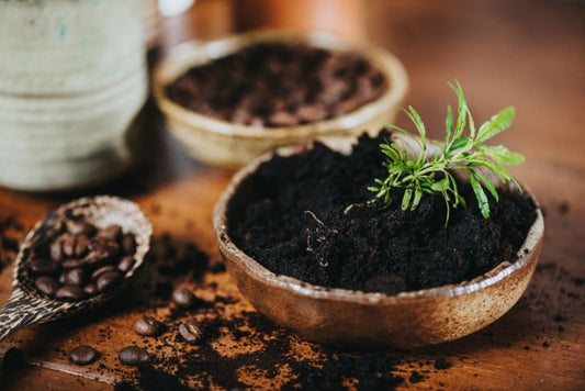 Posos de café para las plantas: ¿Es realmente efectivo?